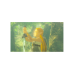 The Legend of Zelda: Breath of the Wild - Nintendo Switch 2 Edition (Switch 2